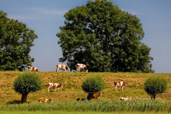 Dutch_cows_north_holland_nature_nederland_Landscape_Photography_043_Canon_EOS_5D_Mark_IV.JPG