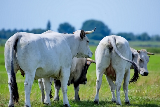 Dutch_cows_north_holland_nature_nederland_Landscape_Photography_044_Canon_EOS_5D_Mark_IV.JPG