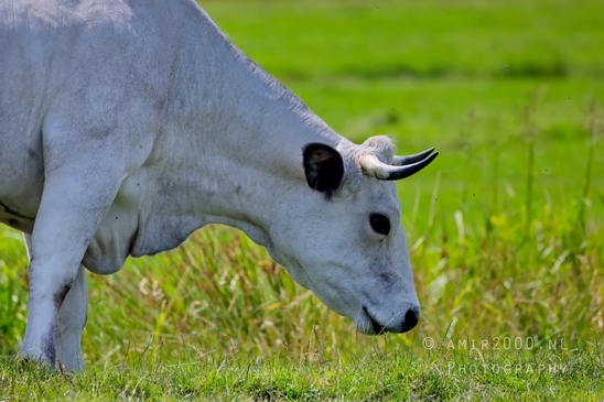 Dutch_cows_north_holland_nature_nederland_Landscape_Photography_045_Canon_EOS_5D_Mark_IV.JPG