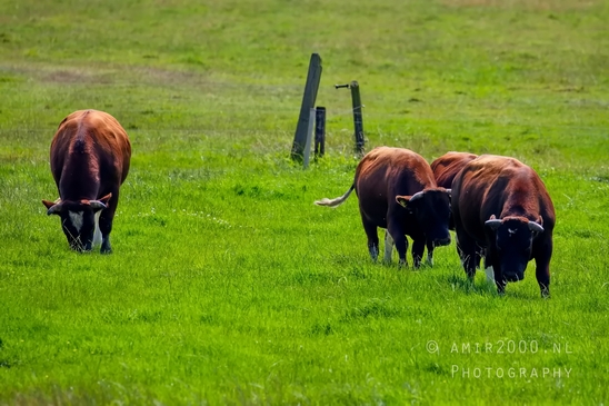 Dutch_cows_north_holland_nature_nederland_Landscape_Photography_046_Canon_EOS_5D_Mark_IV.JPG