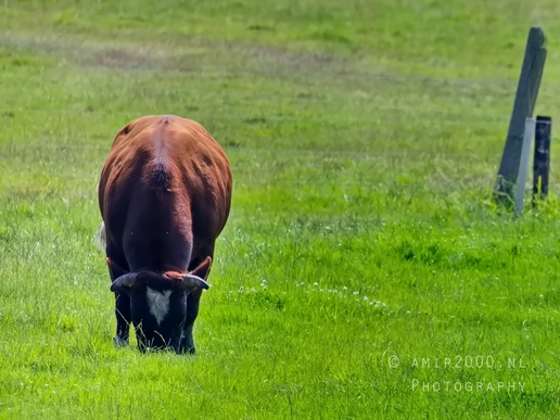 Dutch_cows_north_holland_nature_nederland_Landscape_Photography_047_Canon_EOS_5D_Mark_IV.JPG