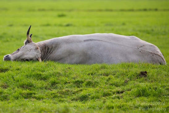 Dutch_cows_north_holland_nature_nederland_Photography_Landscape_001_Canon_EOS_5D_Mark_IV.JPG