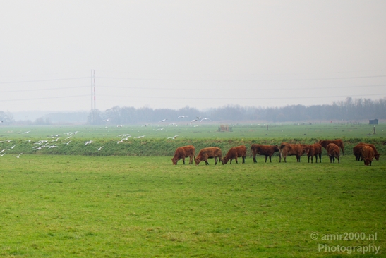Dutch_cows_north_holland_nature_nederland_Photography_Landscape_002_Canon_EOS_5D_Mark_IV.JPG