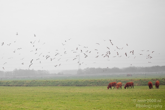 Dutch_cows_north_holland_nature_nederland_Photography_Landscape_003_Canon_EOS_5D_Mark_IV.JPG