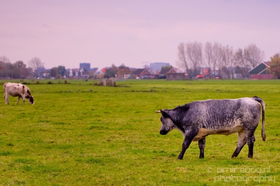 Dutch_cows_north_holland_nature_nederland_Photography_Landscape_004_Canon_EOS_5D_Mark_IV.JPG