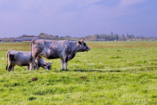 Dutch_cows_north_holland_nature_nederland_Photography_Landscape_005_Canon_EOS_5D_Mark_IV.JPG