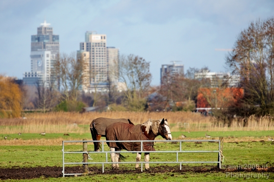 Dutch_horse_north_holland_nature_nederland_Landscape_Photography_001_Canon_EOS_5D_Mark_IV.JPG