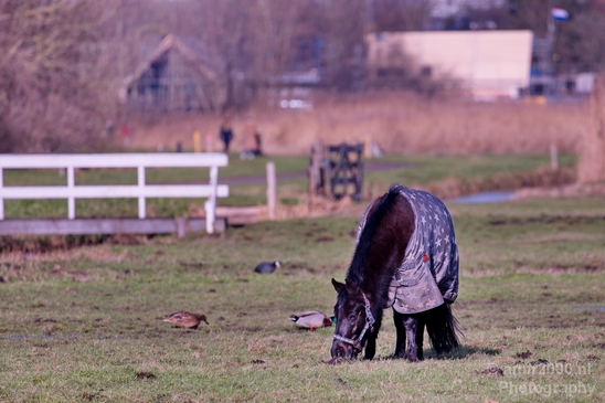 Dutch_horse_north_holland_nature_nederland_Landscape_Photography_003_Canon_EOS_5D_Mark_IV.JPG