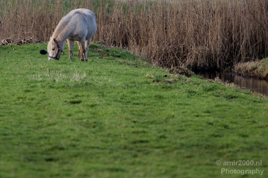 Dutch_horse_north_holland_nature_nederland_Landscape_Photography_005_Canon_EOS_5D_Mark_IV.JPG