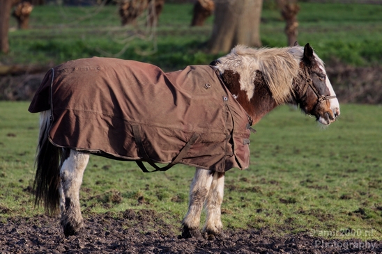 Dutch_horse_north_holland_nature_nederland_Landscape_Photography_006_Canon_EOS_5D_Mark_IV.JPG