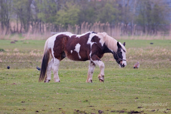 Dutch_horse_north_holland_nature_nederland_Landscape_Photography_008_Canon_EOS_5D_Mark_IV.JPG