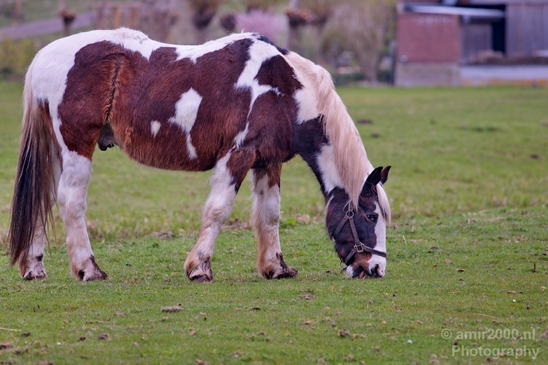 Dutch_horse_north_holland_nature_nederland_Landscape_Photography_009_Canon_EOS_5D_Mark_IV.JPG