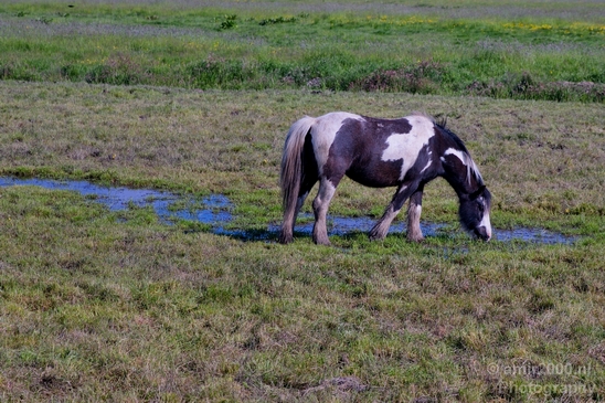 Dutch_horse_north_holland_nature_nederland_Landscape_Photography_010_Canon_EOS_5D_Mark_IV.JPG