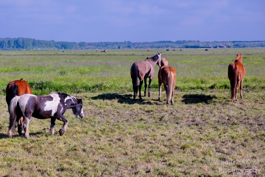 Dutch_horse_north_holland_nature_nederland_Landscape_Photography_012_Canon_EOS_5D_Mark_IV.JPG