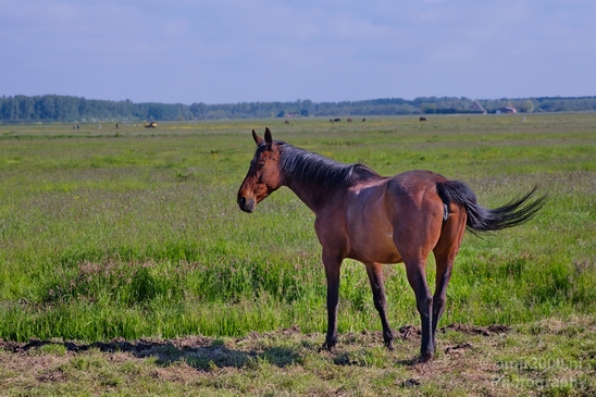 Dutch_horse_north_holland_nature_nederland_Landscape_Photography_013_Canon_EOS_5D_Mark_IV.JPG