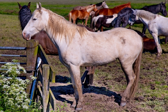 Dutch_horse_north_holland_nature_nederland_Landscape_Photography_014_Canon_EOS_5D_Mark_IV.JPG