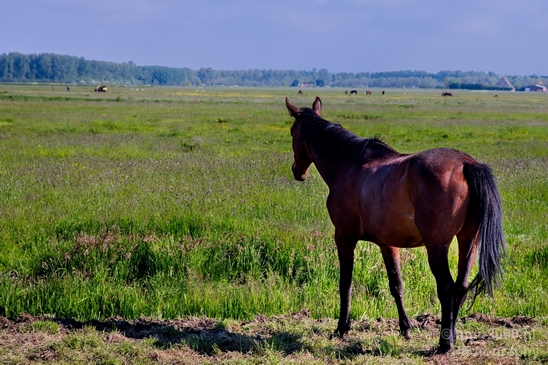 Dutch_horse_north_holland_nature_nederland_Landscape_Photography_015_Canon_EOS_5D_Mark_IV.JPG