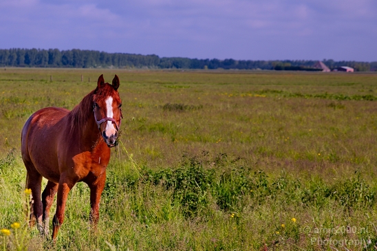 Dutch_horse_north_holland_nature_nederland_Landscape_Photography_016_Canon_EOS_5D_Mark_IV.JPG