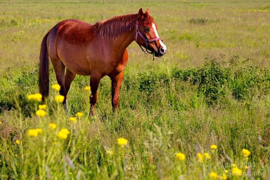 Dutch_horse_north_holland_nature_nederland_Landscape_Photography_017_Canon_EOS_5D_Mark_IV.JPG