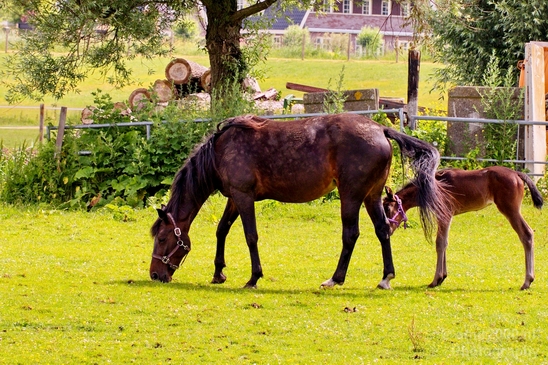 Dutch_horse_north_holland_nature_nederland_Landscape_Photography_019_Canon_EOS_5D_Mark_IV.JPG