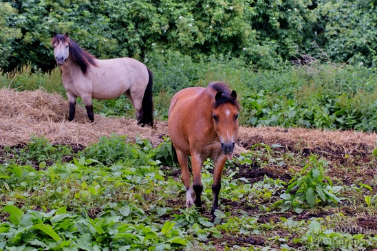 Dutch_horse_north_holland_nature_nederland_Landscape_Photography_021_Canon_EOS_5D_Mark_IV.JPG