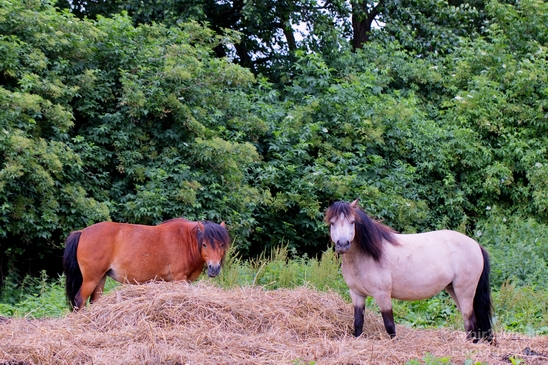 Dutch_horse_north_holland_nature_nederland_Landscape_Photography_022_Canon_EOS_5D_Mark_IV.JPG