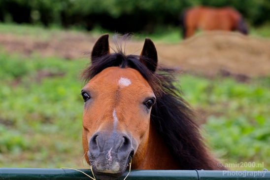 Dutch_horse_north_holland_nature_nederland_Landscape_Photography_023_Canon_EOS_5D_Mark_IV.JPG
