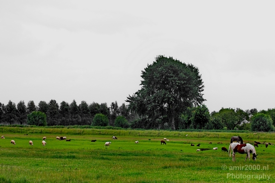 Dutch_horse_north_holland_nature_nederland_Landscape_Photography_025_Canon_EOS_5D_Mark_IV.JPG