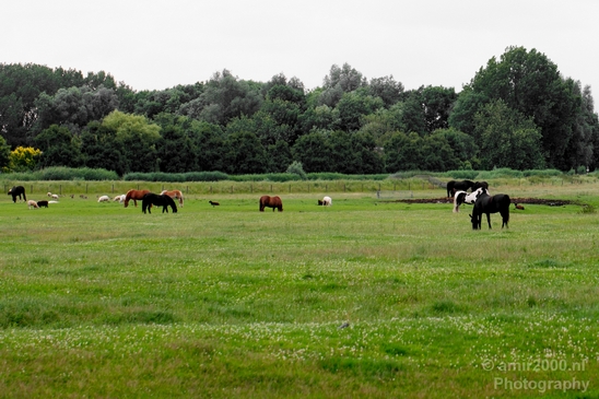 Dutch_horse_north_holland_nature_nederland_Landscape_Photography_026_Canon_EOS_5D_Mark_IV.JPG