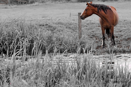 Dutch_horse_north_holland_nature_nederland_Landscape_Photography_027_Canon_EOS_5D_Mark_IV.JPG