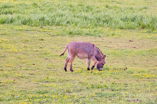 Dutch_horse_north_holland_nature_nederland_Landscape_Photography_028_Canon_EOS_5D_Mark_IV.JPG