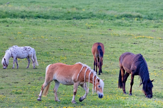 Dutch_horse_north_holland_nature_nederland_Landscape_Photography_029_Canon_EOS_5D_Mark_IV.JPG