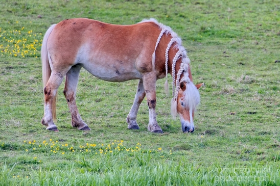 Dutch_horse_north_holland_nature_nederland_Landscape_Photography_030_Canon_EOS_5D_Mark_IV.JPG