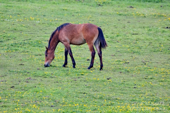 Dutch_horse_north_holland_nature_nederland_Landscape_Photography_031_Canon_EOS_5D_Mark_IV.JPG