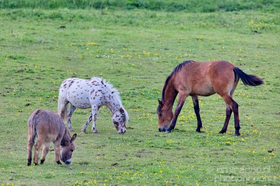 Dutch_horse_north_holland_nature_nederland_Landscape_Photography_032_Canon_EOS_5D_Mark_IV.JPG