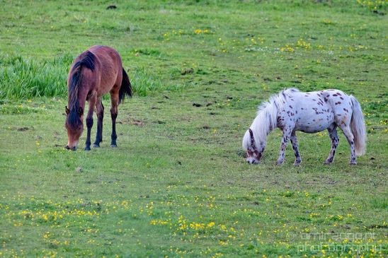 Dutch_horse_north_holland_nature_nederland_Landscape_Photography_033_Canon_EOS_5D_Mark_IV.JPG
