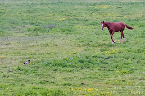 Dutch_horse_north_holland_nature_nederland_Landscape_Photography_034_Canon_EOS_5D_Mark_IV.JPG