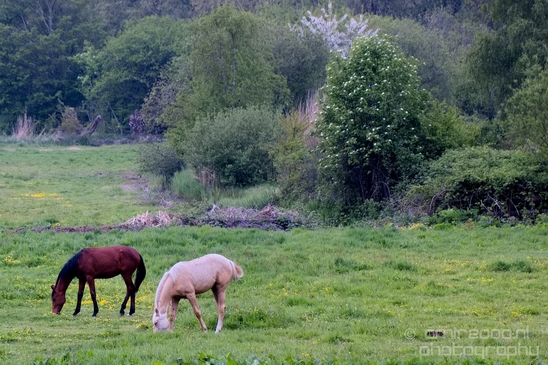 Dutch_horse_north_holland_nature_nederland_Landscape_Photography_035_Canon_EOS_5D_Mark_IV.JPG