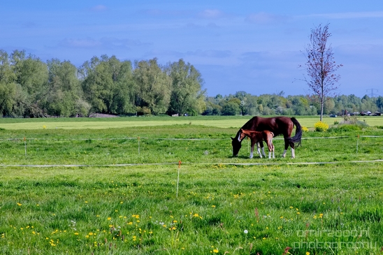 Dutch_horse_north_holland_nature_nederland_Landscape_Photography_036_Canon_EOS_5D_Mark_IV.JPG