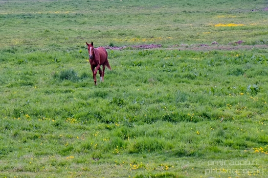 Dutch_horse_north_holland_nature_nederland_Landscape_Photography_037_Canon_EOS_5D_Mark_IV.JPG