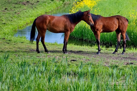 Dutch_horse_north_holland_nature_nederland_Landscape_Photography_038_Canon_EOS_5D_Mark_IV.JPG