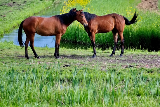 Dutch_horse_north_holland_nature_nederland_Landscape_Photography_039_Canon_EOS_5D_Mark_IV.JPG