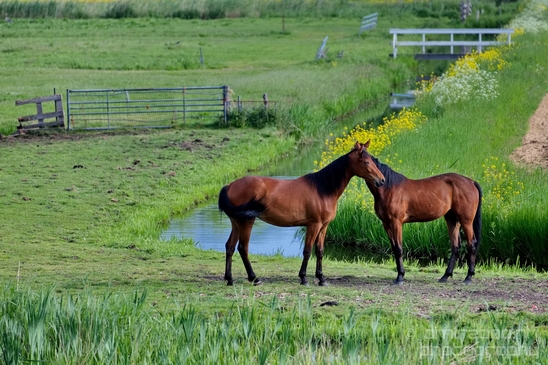 Dutch_horse_north_holland_nature_nederland_Landscape_Photography_040_Canon_EOS_5D_Mark_IV.JPG