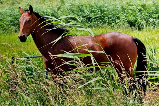 Dutch_horse_north_holland_nature_nederland_Landscape_Photography_041_Canon_EOS_5D_Mark_IV.JPG