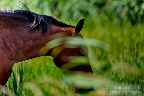 Dutch_horse_north_holland_nature_nederland_Landscape_Photography_042_Canon_EOS_5D_Mark_IV.JPG