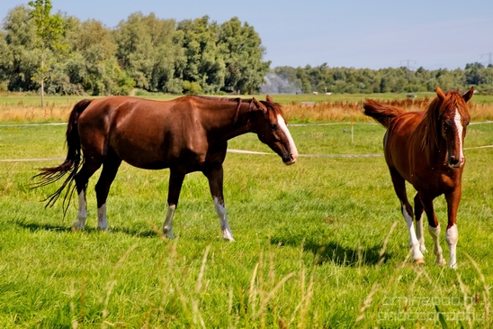 Dutch_horse_north_holland_nature_nederland_Landscape_Photography_043_Canon_EOS_5D_Mark_IV.JPG