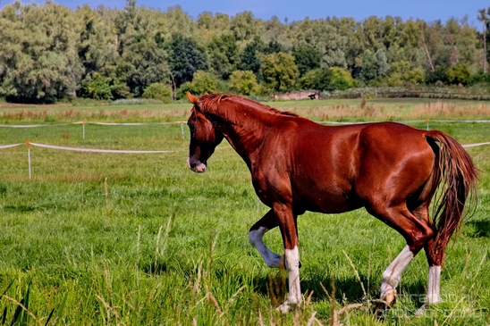 Dutch_horse_north_holland_nature_nederland_Landscape_Photography_044_Canon_EOS_5D_Mark_IV.JPG