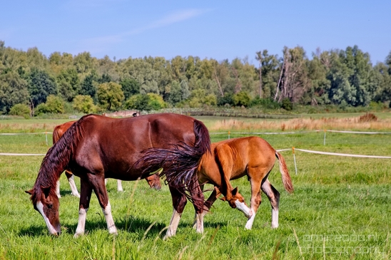 Dutch_horse_north_holland_nature_nederland_Landscape_Photography_045_Canon_EOS_5D_Mark_IV.JPG