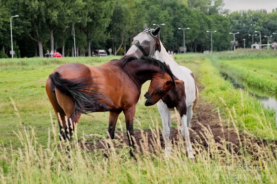 Dutch_horse_north_holland_nature_nederland_Landscape_Photography_046_Canon_EOS_5D_Mark_IV.JPG