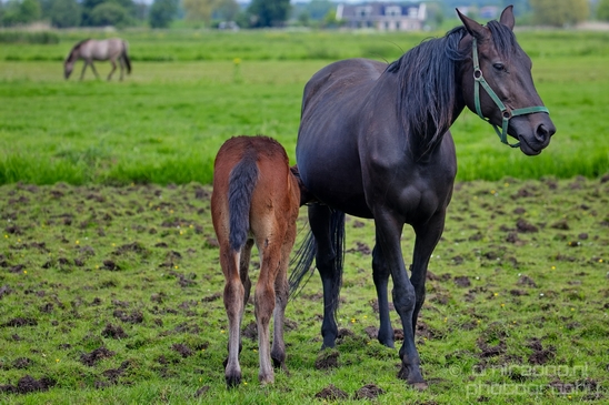 Dutch_horse_north_holland_nature_nederland_Landscape_Photography_047_Canon_EOS_5D_Mark_IV.JPG